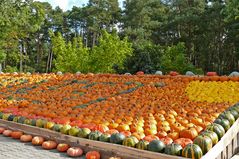 Herbstzeit ist Kürbiszeit