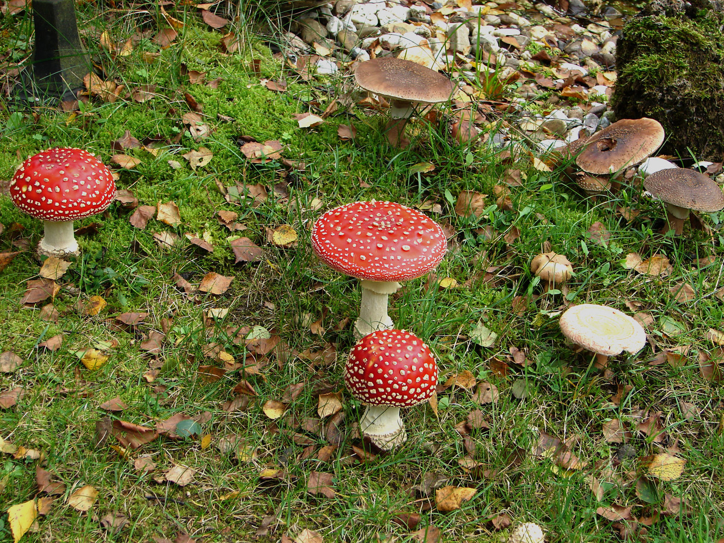 Herbstzeit ist Pilzezeit. Fliegenpilze und Perlpilze im Garten