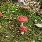 Herbstzeit ist Pilzezeit. Fliegenpilze und Perlpilze im Garten