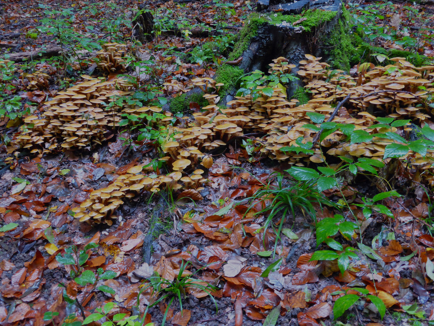 Herbstzeit ist Pilzzeit