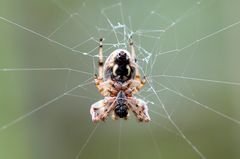 Herbstzeit ist Spinnenzeit