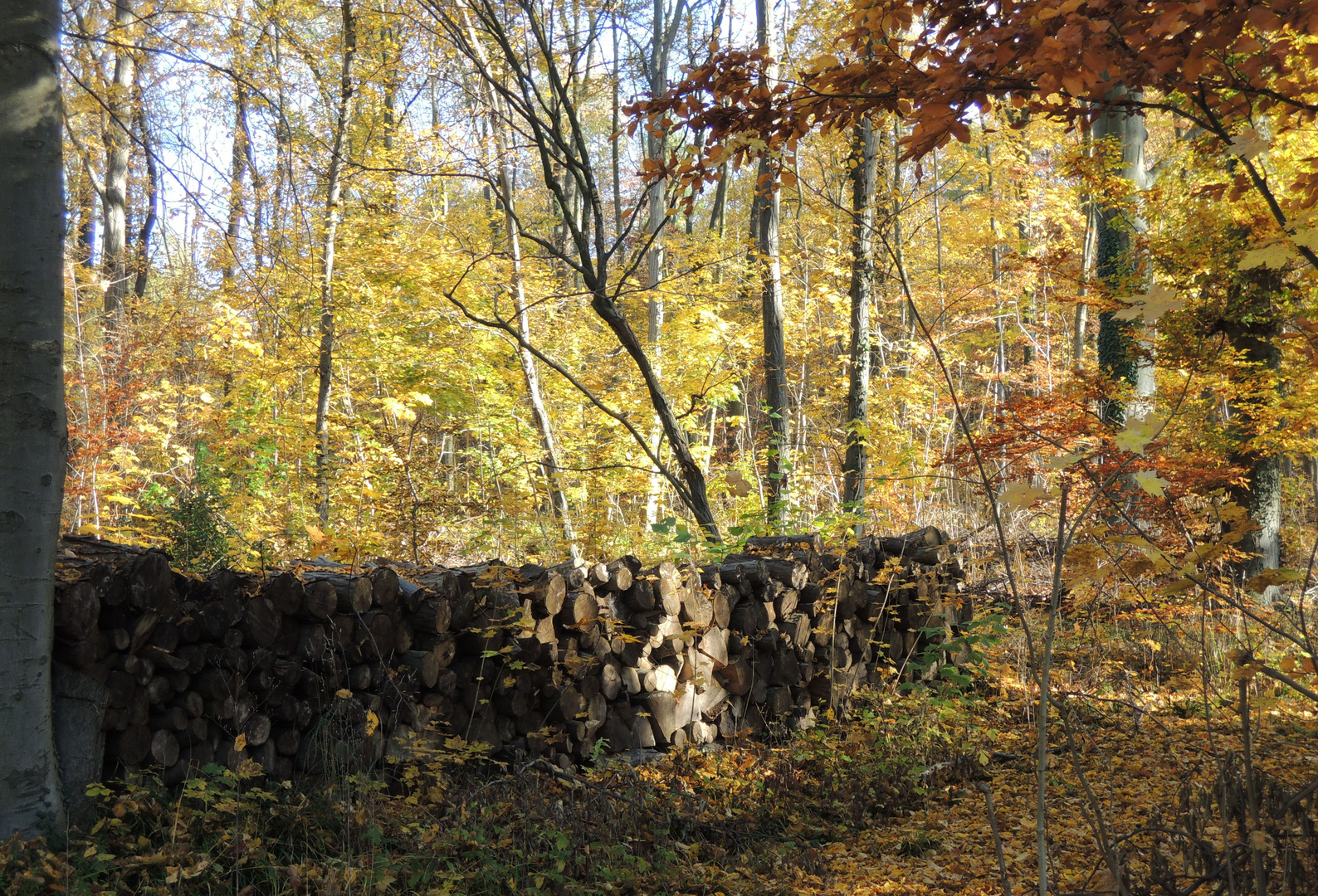 Herbstzeit - Kaminholzzeit.