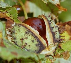 Herbstzeit = Kastanienzeit