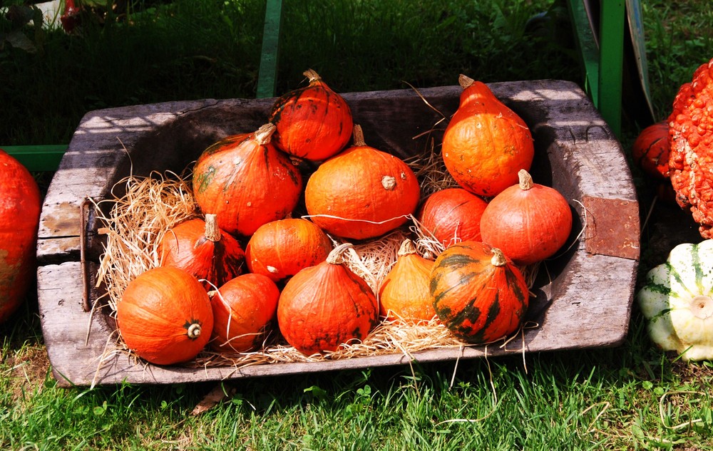 Herbstzeit = Kürbiszeit