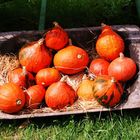 Herbstzeit = Kürbiszeit