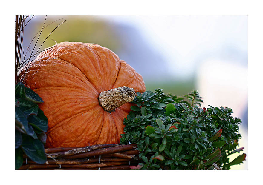 Herbstzeit - Kürbiszeit