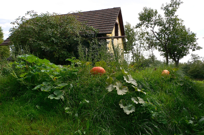 ...Herbstzeit - Kürbiszeit...