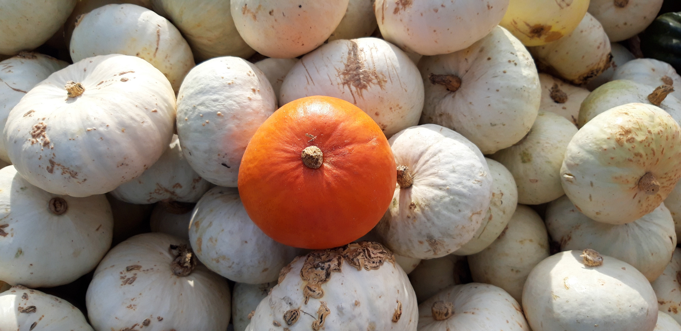 Herbstzeit = Kürbiszeit