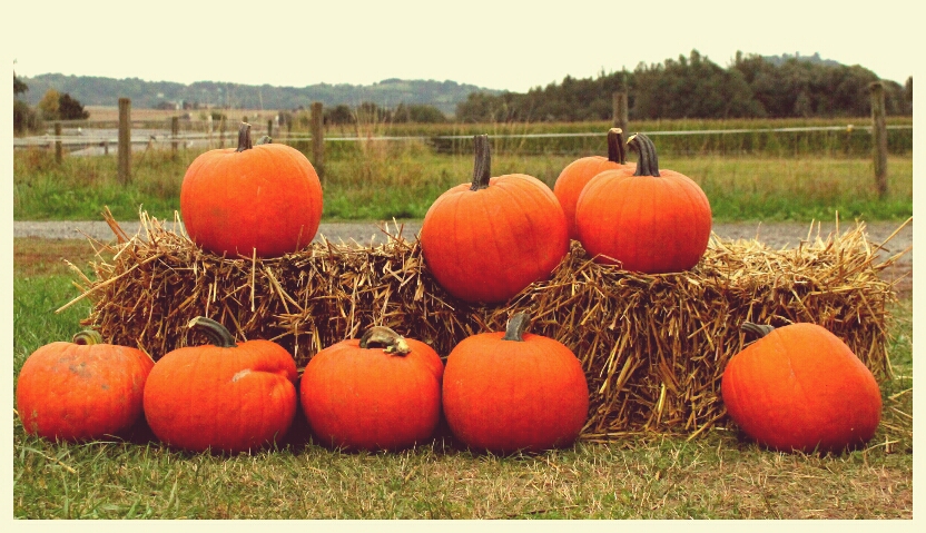 Herbstzeit - Kürbiszeit