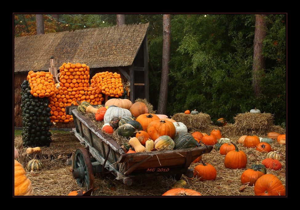 Herbstzeit - Kürbiszeit