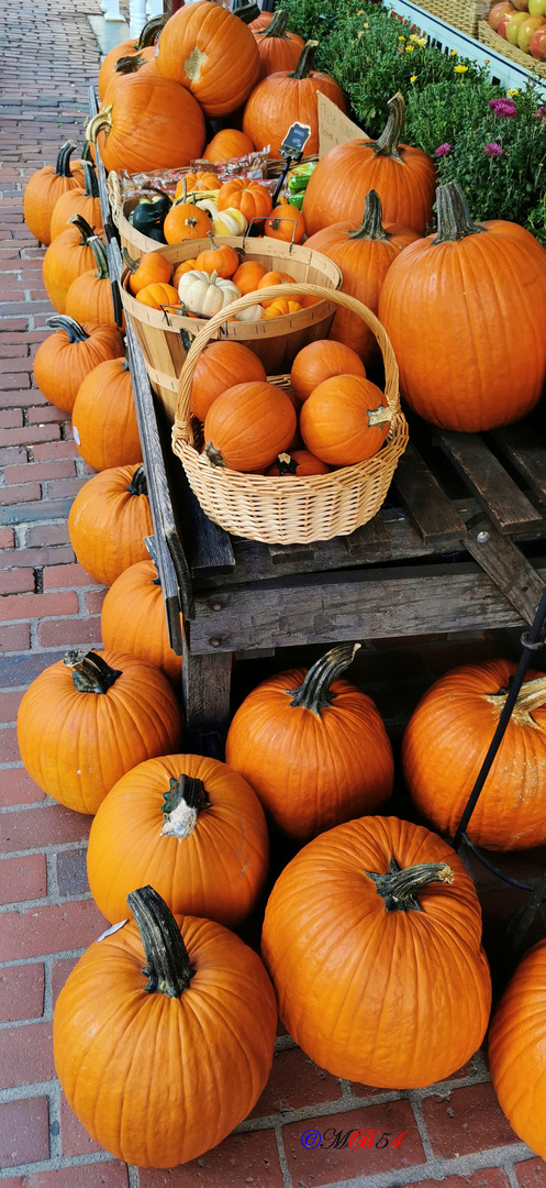 Herbstzeit; Kürbiszeit; Pumpkin