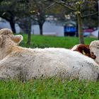 ~~~ Herbstzeit - Kuschelzeit ~~~