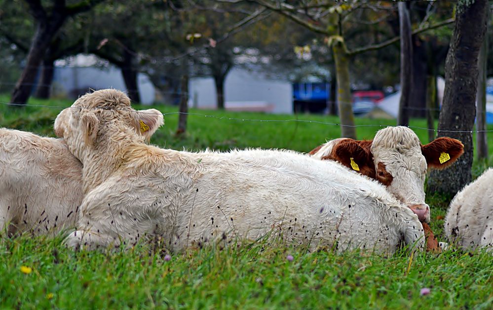 ~~~ Herbstzeit - Kuschelzeit ~~~