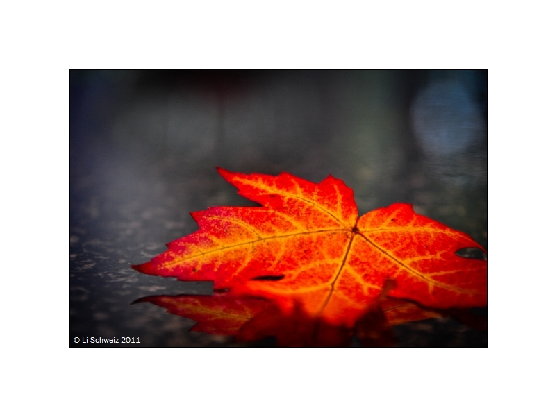 Herbstzeit-Lose - der Wind hat mir dieses lose Blatt vor die Füsse geweht....