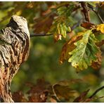 Herbstzeit-meine Zeit