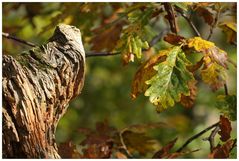 Herbstzeit-meine Zeit