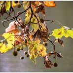 herbstzeit mobilé