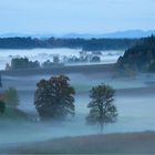 Herbstzeit - Nebelzeit