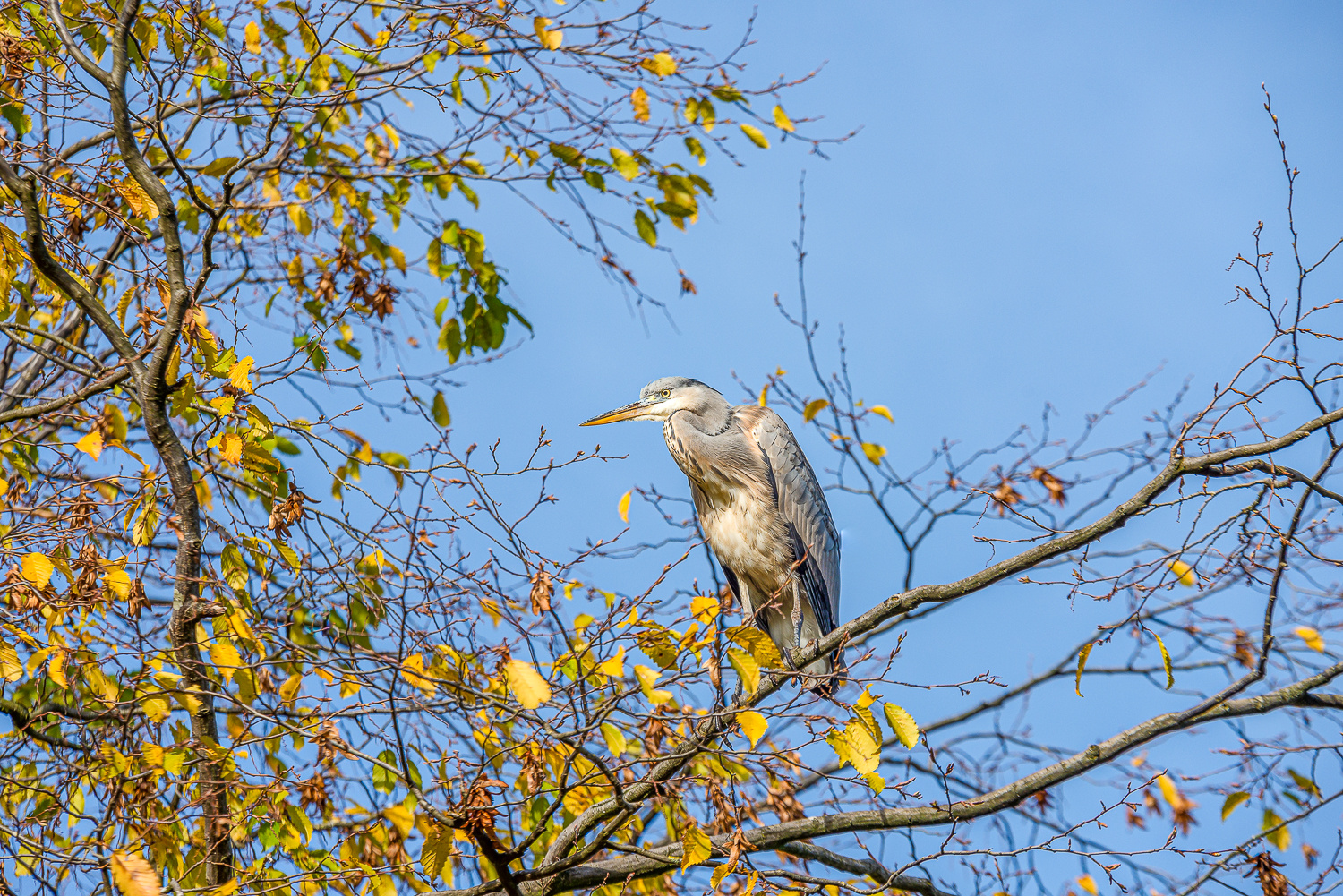 Herbstzeit neigt dem Ende zu. 