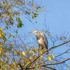 Herbstzeit neigt dem Ende zu. 