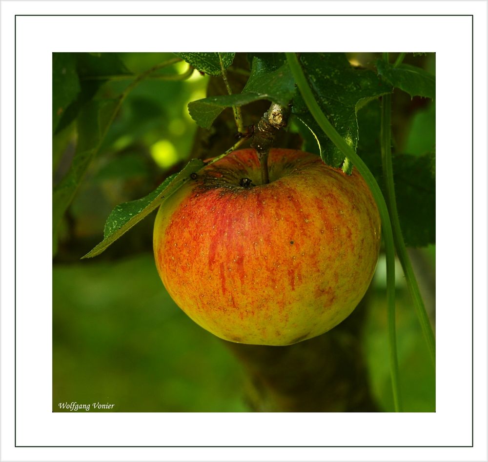 Herbstzeit-Obstzeit