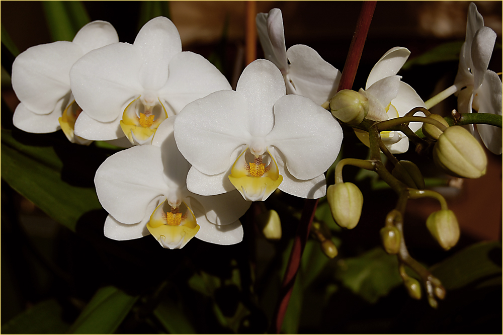 Herbstzeit - Orchideenzeit