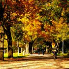 Herbstzeit - Park-Allee / Sonntag-Nachmittag beim Spaziergang