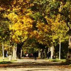 Herbstzeit - Park - Impressionen / Farbenprächtiger Spazierweg durch die Parklandschaft