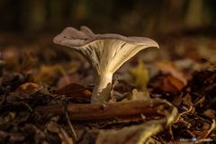 Herbstzeit "Pilz"