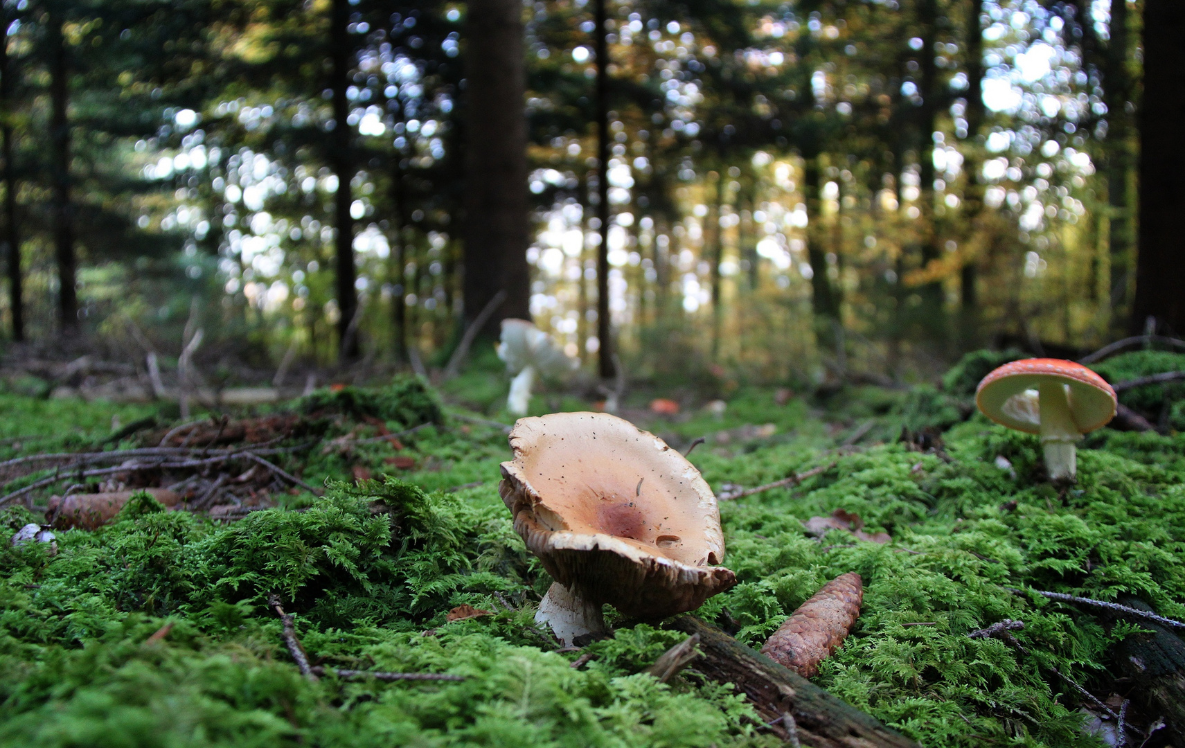 Herbstzeit .... PILZ. saison. 2