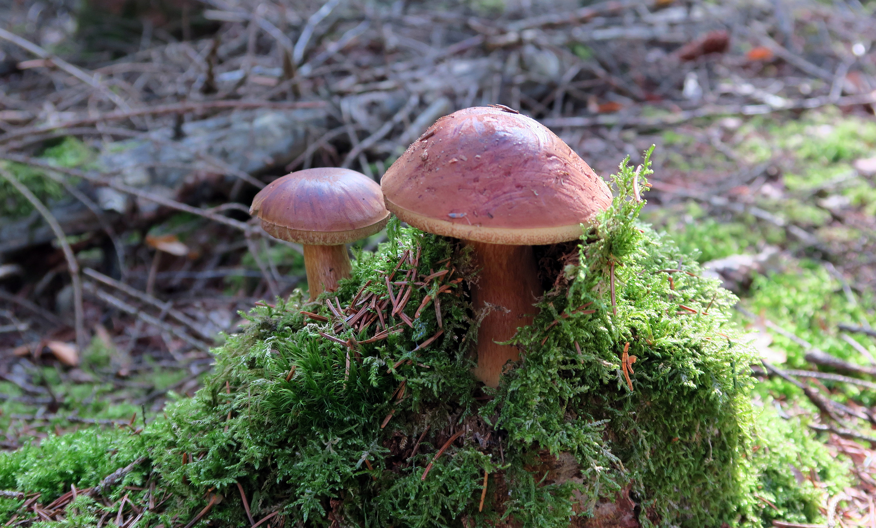  Herbstzeit - Pilzenzeit