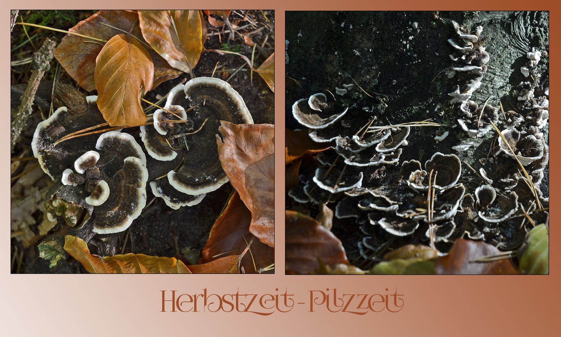 Herbstzeit - Pilzzeit