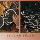 Herbstzeit - Pilzzeit