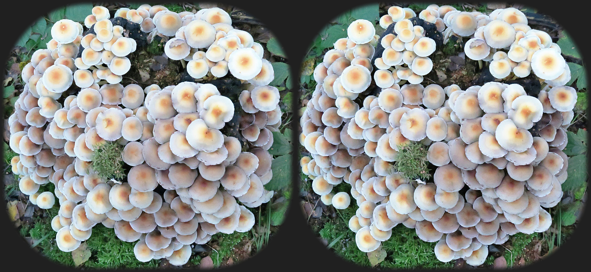 Herbstzeit - Pilzzeit (3D Kreuzblick)