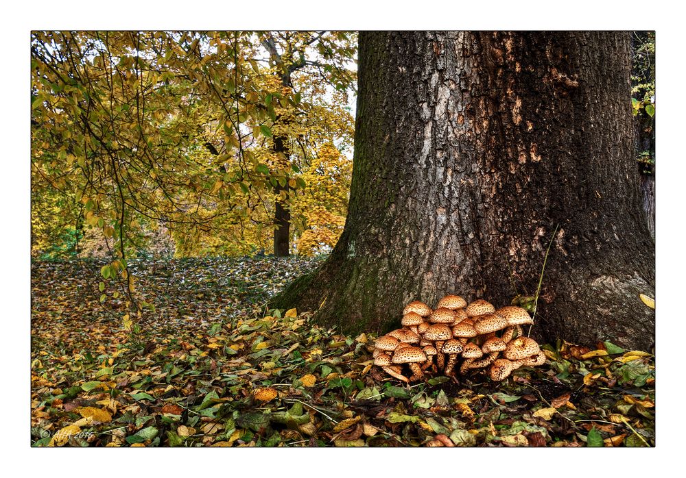 Herbstzeit - Pilzzeit