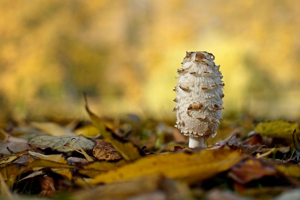 Herbstzeit = Pilzzeit