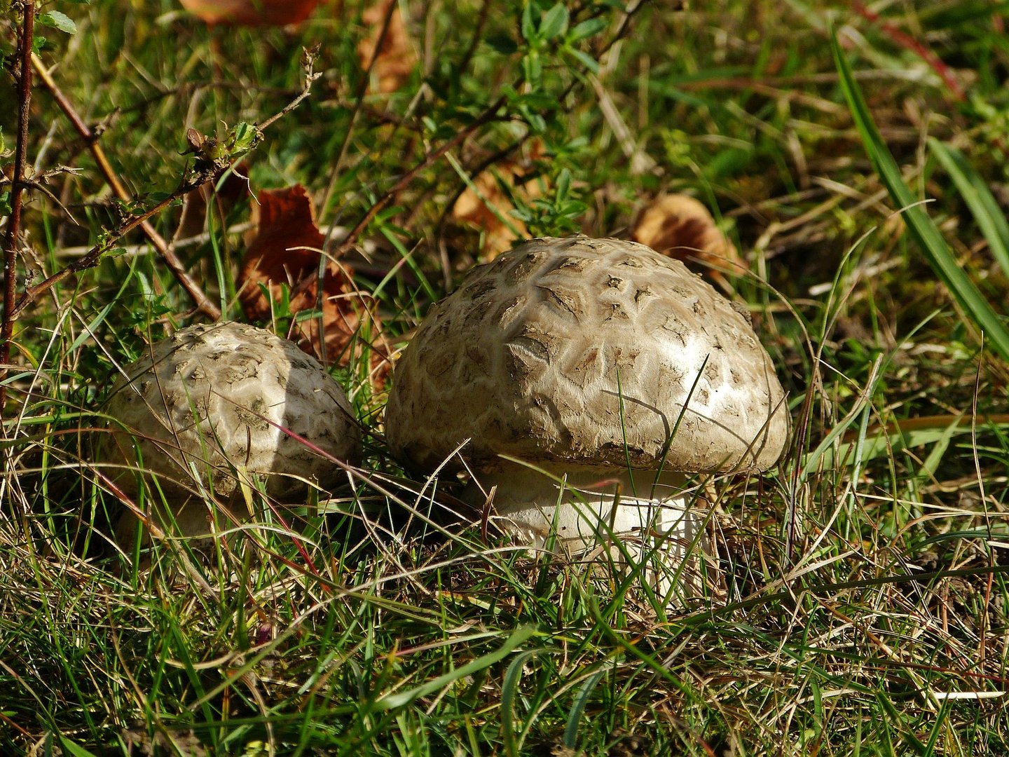 Herbstzeit - Pilzzeit *