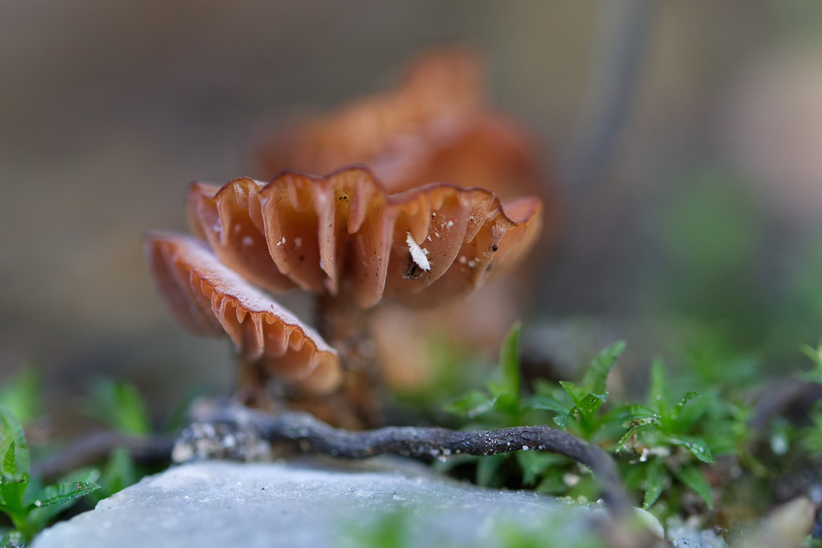 Herbstzeit Pilzzeit