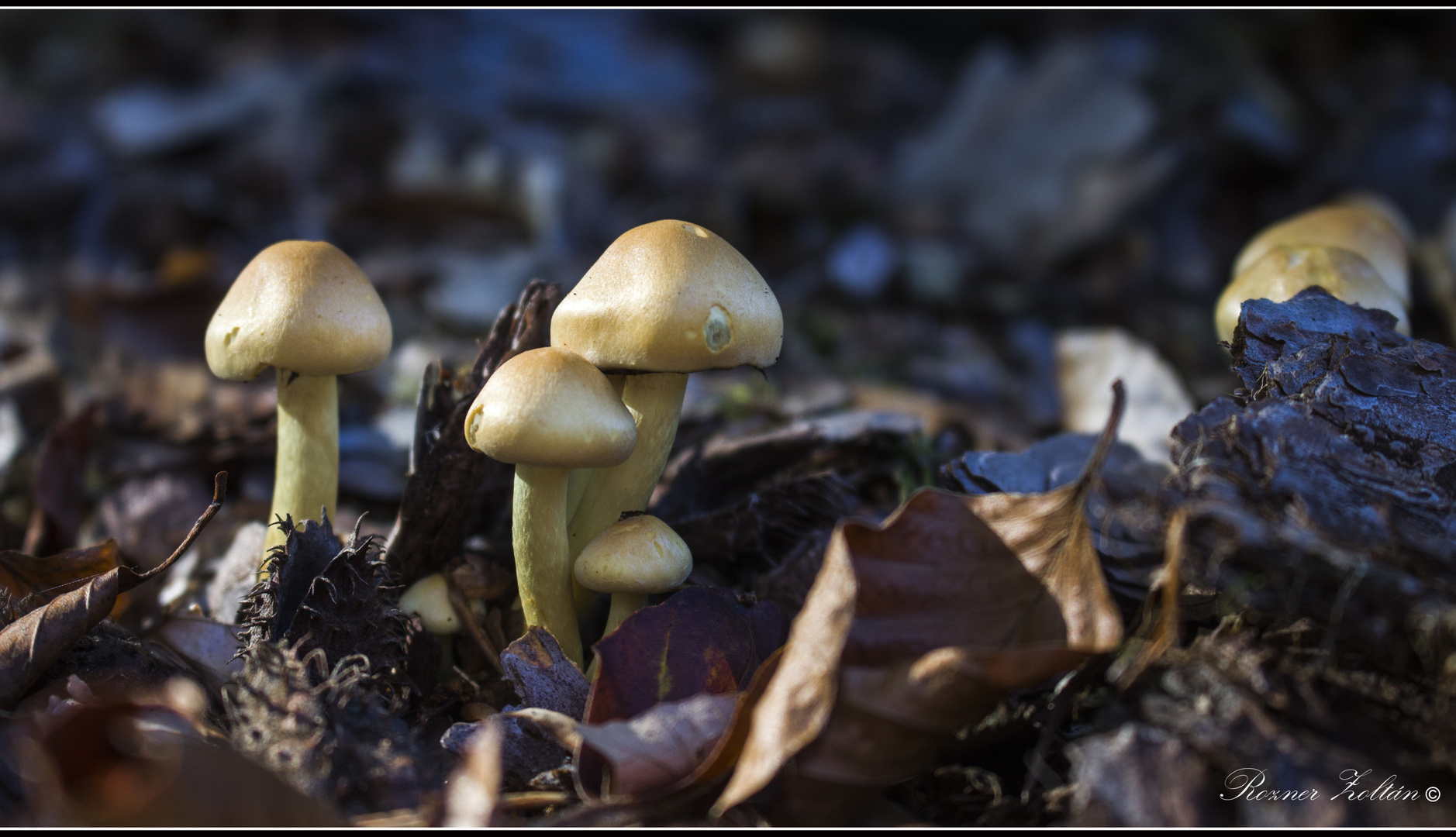 Herbstzeit Pilzzeit