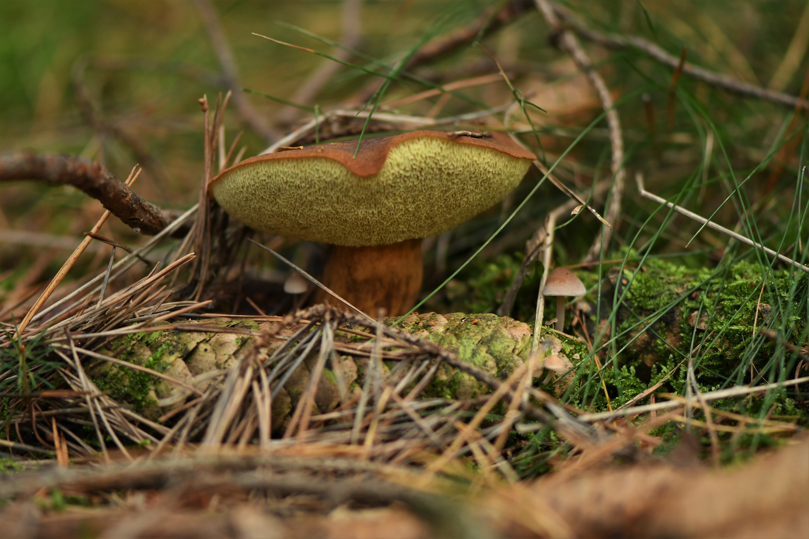 Herbstzeit-Pilzzeit