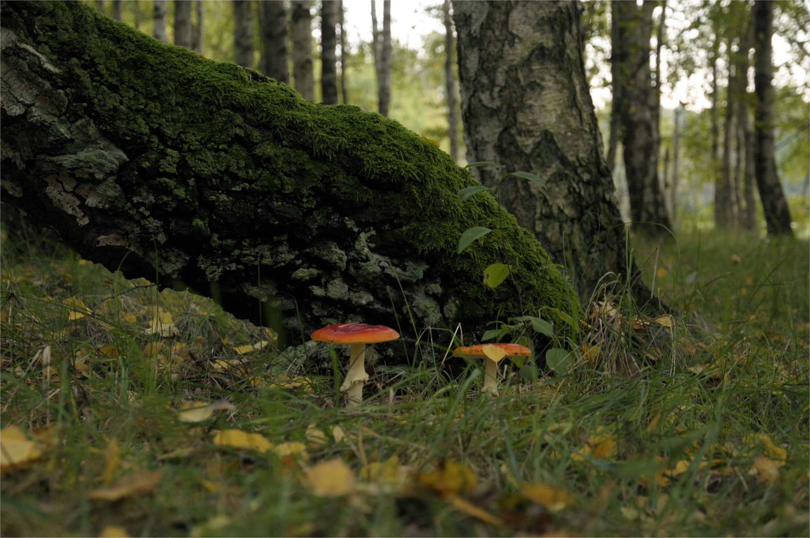 Herbstzeit-Pilzzeit