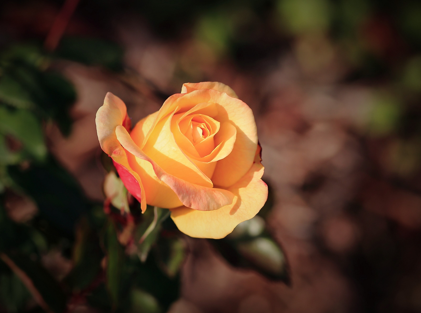 Herbstzeit-Rose