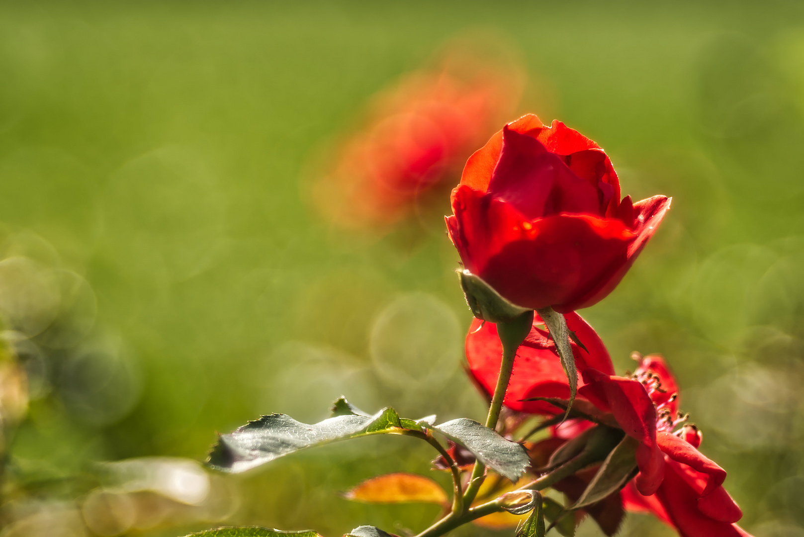 Herbstzeit-Rose am Mittwoch