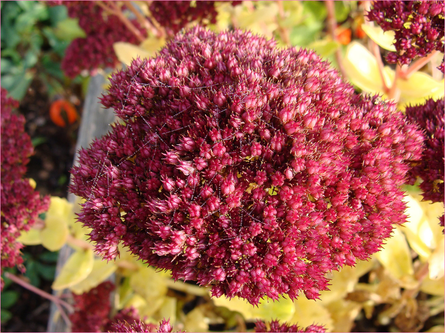 Herbstzeit---schöne-Zeit-