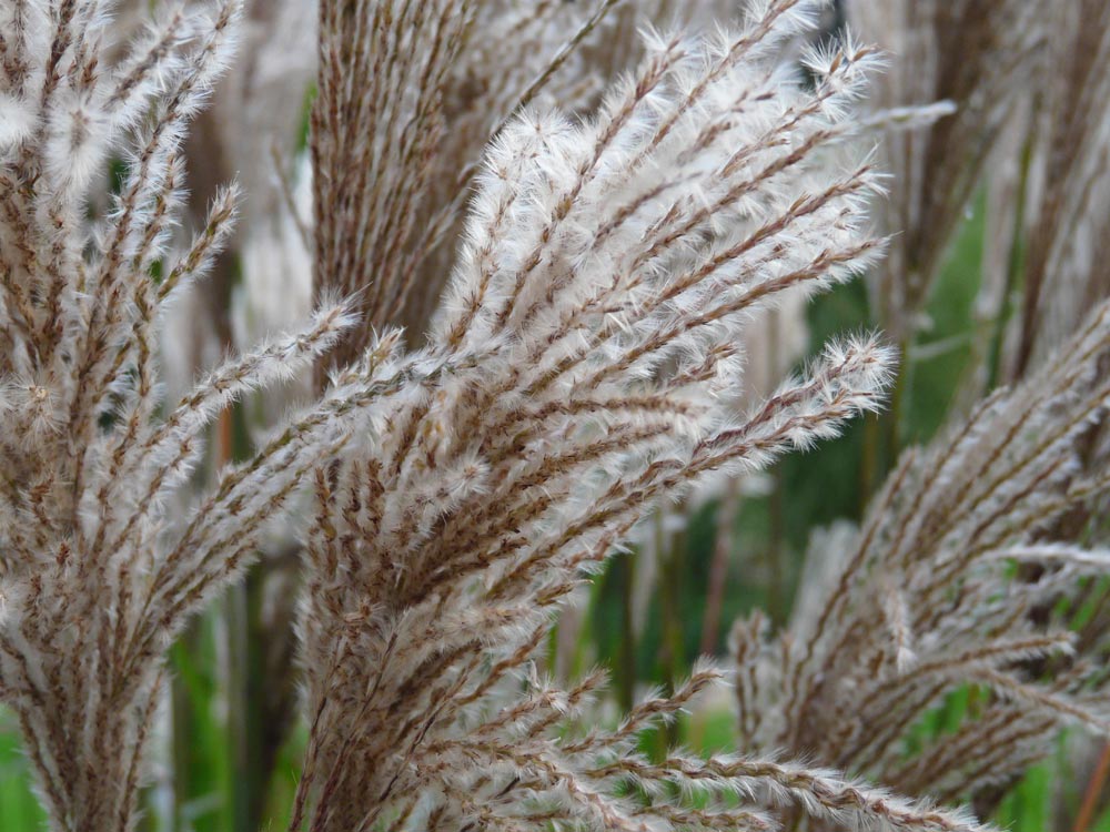 Herbstzeit - Testbild FZ18