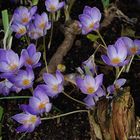 Herbstzeit und Herbstblühende Crocusse...