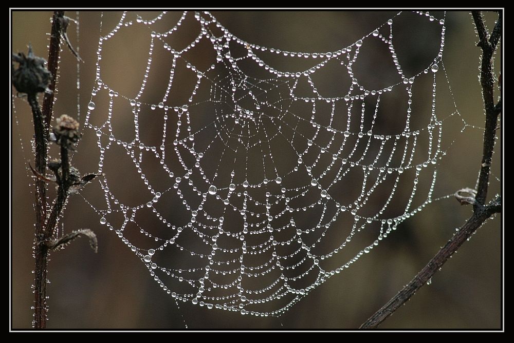 Herbstzeit VI