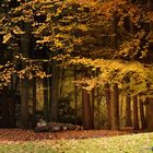 Herbstzeit "Waldleuchten"