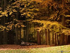 Herbstzeit "Waldleuchten"