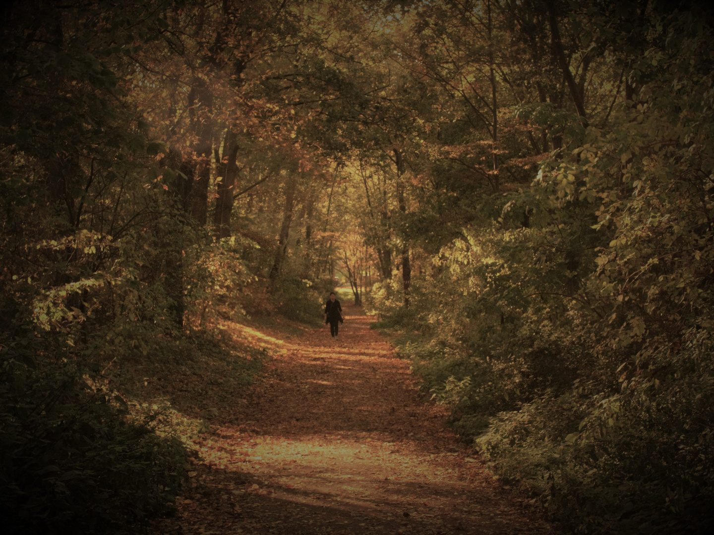 Herbstzeit - Walking in the Park / Farben und Licht